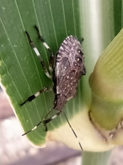 Halyomorpha halys