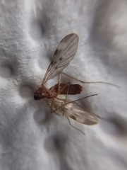 Anisopodidae