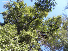 Beilschmiedia miersii