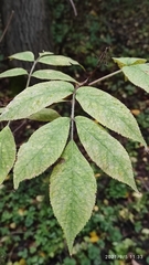 Sambucus sibirica