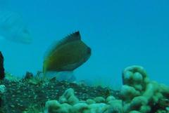 Cyprinocirrhites polyactis