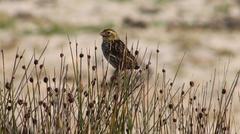 Euplectes capensis capensis