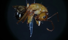 Camponotus nylanderi