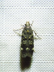 Chionodes emptor