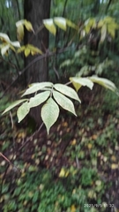 Sambucus sibirica
