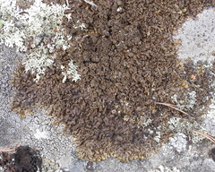 Xanthoparmelia loxodes