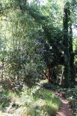 Plectranthus ecklonii