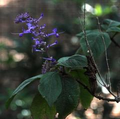Plectranthus ecklonii