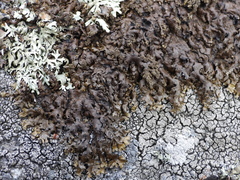 Xanthoparmelia loxodes