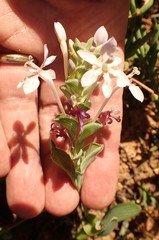 Lapeirousia pyramidalis