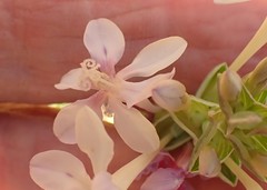 Lapeirousia pyramidalis