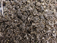 Xanthoparmelia loxodes