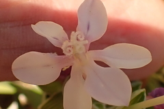 Lapeirousia pyramidalis