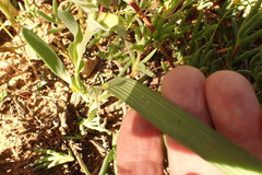 Lapeirousia pyramidalis