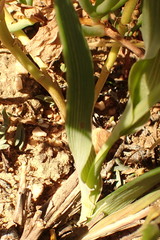 Lapeirousia pyramidalis