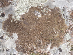 Xanthoparmelia loxodes