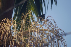Thraupis palmarum
