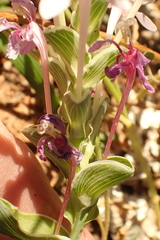 Lapeirousia pyramidalis