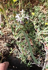 Lapeirousia pyramidalis