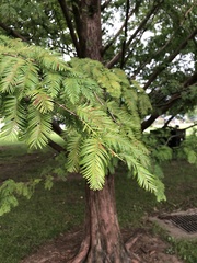 Metasequoia