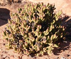 Esterhuysenia mucronata
