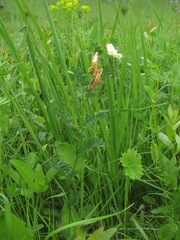 Vicia abbreviata