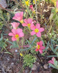 Oxalis inaequalis