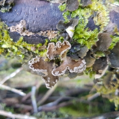 Sticta limbata