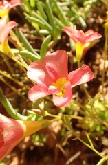 Oxalis inaequalis