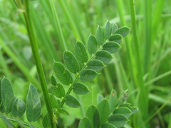 Vicia abbreviata
