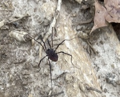 Hadrobunus maculosus