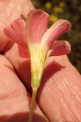 Oxalis inaequalis