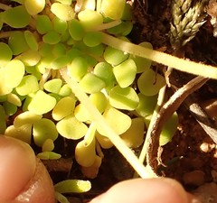 Oxalis inaequalis