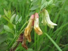 Vicia abbreviata