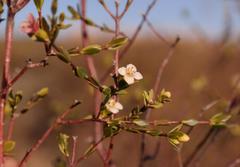 Lachnaea gracilis
