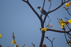 Thraupis sayaca