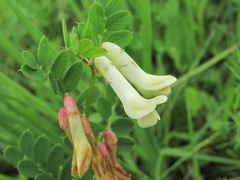 Vicia abbreviata