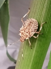 Halyomorpha halys