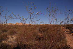 Lachnaea gracilis