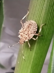 Halyomorpha halys