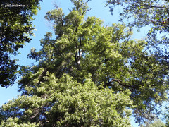 Beilschmiedia miersii