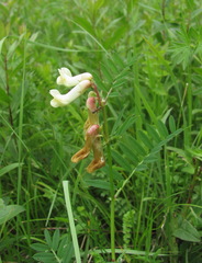 Vicia abbreviata