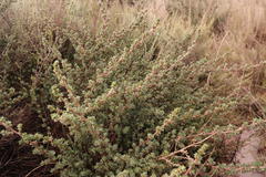 Cliffortia monophylla