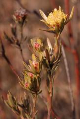 Leucadendron nitidum
