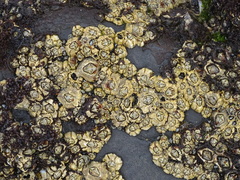 Chthamalus dentatus