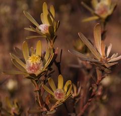 Leucadendron nitidum