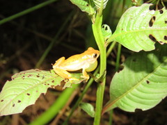 Dendropsophus walfordi