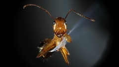 Camponotus nylanderi