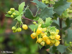 Berberis chilensis
