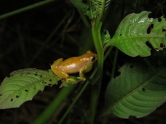 Dendropsophus walfordi